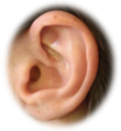 Logo oreille
